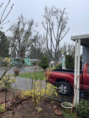 They Nip the Tree Tops they Refuse to Maintain The Trees or Fire Danger