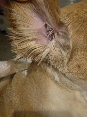 Pet Grooming by Jenna