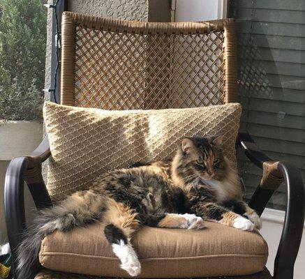 Integrative Animal Hospital of Central Florida