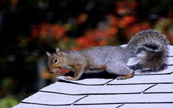 Minnesota Wild Animal Management