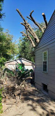 Lumberjack Toms Tree Removal