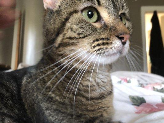 A Roof for Roofus Rescue