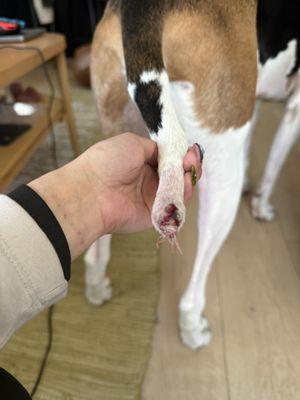 bleeding nub post op