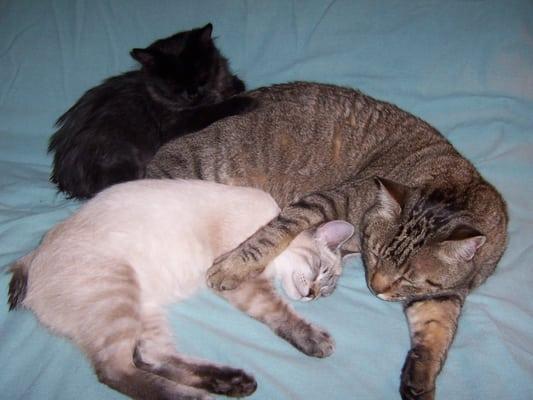 Play and Treat Pet Service