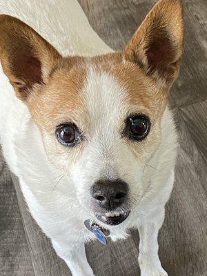 Puppy Paws Playhouse LLC