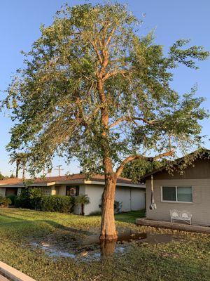 Mejia's Tree Triming Service