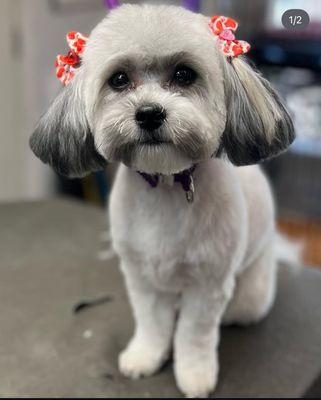 Malia’s Pampered Grooming