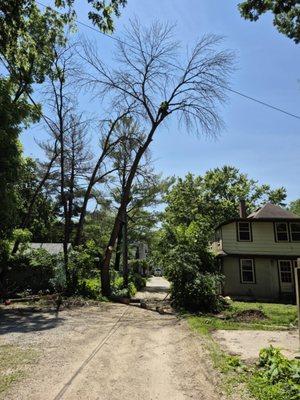 Chop and Drop Tree Service