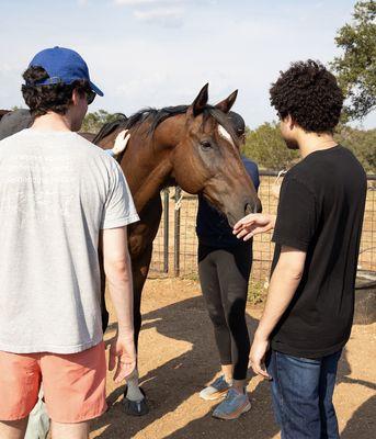 Law firm team building activity with horses. Learning to align leadership, rebuild trust and eliminating team dysfunction.