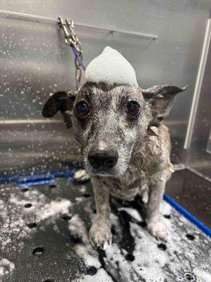 Barkbus Mobile Dog Grooming