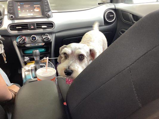 On Paws Professional Pet Services