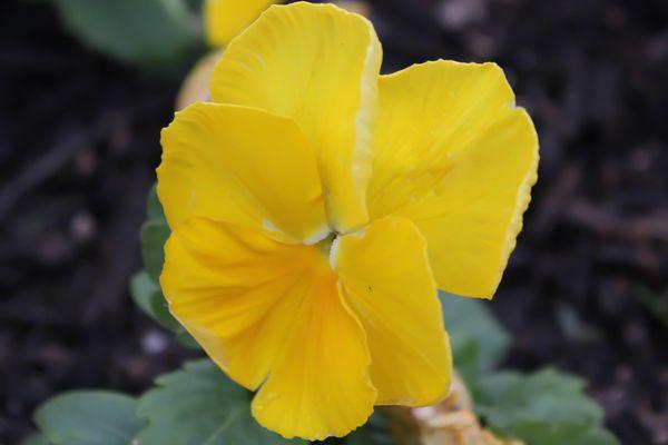 Seasonal flower changes for Spring, Summer, Fall, and Winter. Get your order in now!