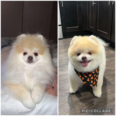 Unbelievable!! Left photo is how he usually looks groomed and what i requested, right is what they did to him!! Poor baby!!!!!