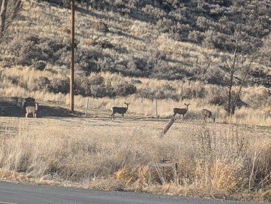 Beautiful wildlife nearby