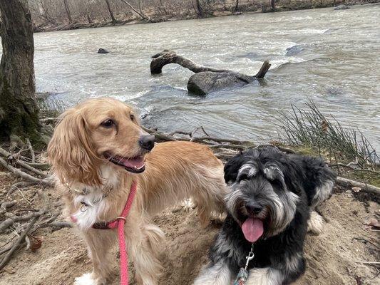 grown out coats having fun before their next groom :)