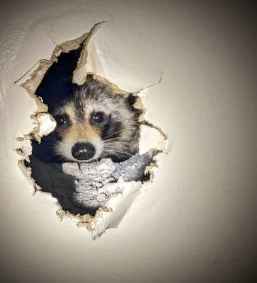 Coastal Wildlife Removal