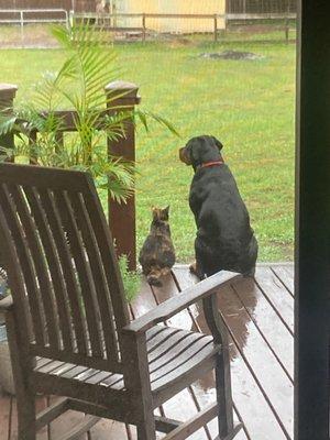 Turkey Creek Animal Hospital