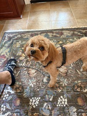 Bubbles-N-Biscuits Mobile Pet Grooming