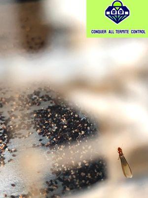 Conquer All Termite Control