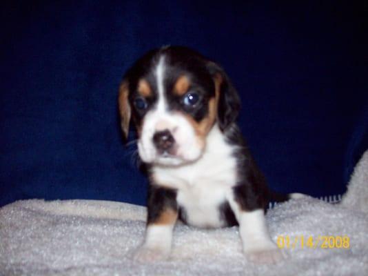 Beacon Ridge Pet Resort