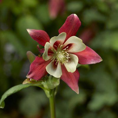 Aquilegia caerulea, Kirigami Red & White
