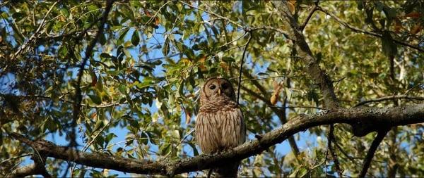Riverview Florida Tree Care watching our services on trimming, removal, pruning, grinding & much more...
