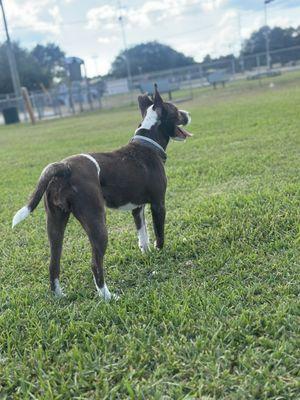 My dogs had so much fun here, Totally recommend this park for your pups.