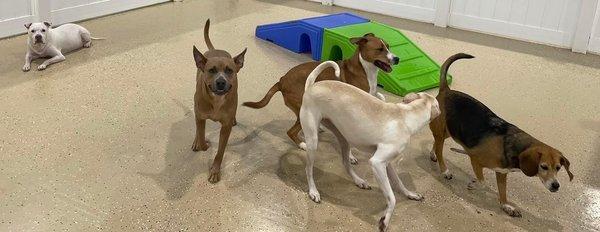 Hounds Town - Gaithersburg