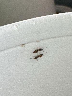 ants in my drink.