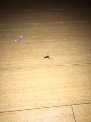 Brentwood Pest Control