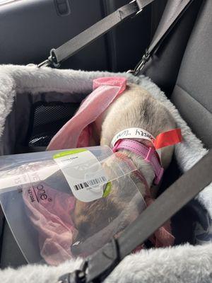 Humane Society of the Piedmont