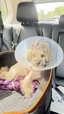 Dana Point Animal Hospital