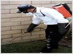 Pest control New York City