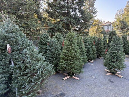 St Pius Catholic Church