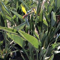 Toro Canyon Nursery, Inc.