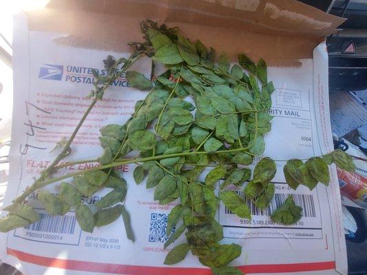 Small quita maldicion branch. Very small.