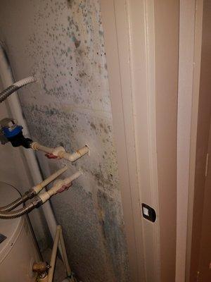 The "mildew" before treatment