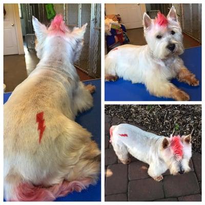 Pawsitively Purrfect Pet Spa