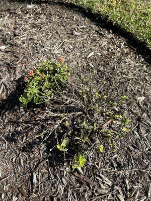 Planted in April. Still no beauty