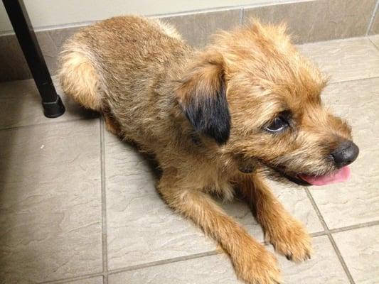 Town & Country Animal Clinic