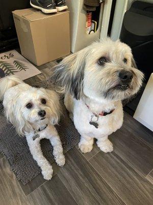 Shore Thing Groomers