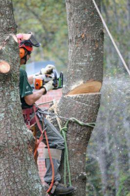 Amberwaves Property Maintenance