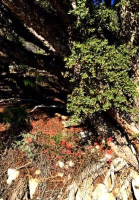 Bertha Peak through Cougar Crest Trail