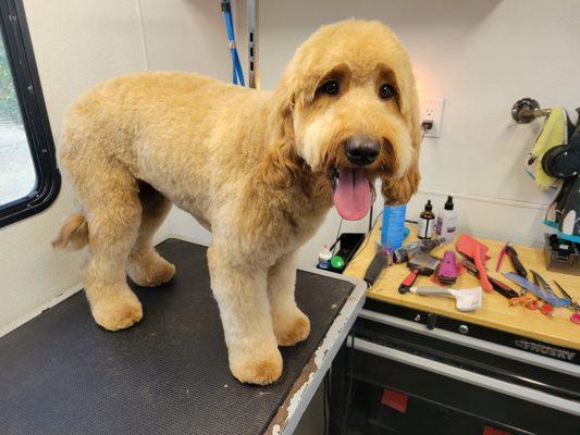 Embie's Pet Grooming