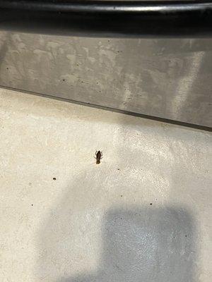 Renters Paradise Realty