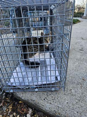 All Creatures Animal Hospital