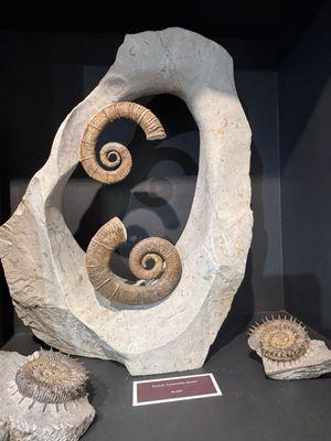 Fossil