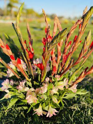 Westminster Memorial Park and Mortuary