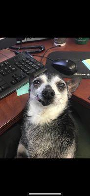 Jasny Michelle Gerhard Veterinarian