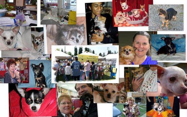 Chihuahua Rescue & Referral